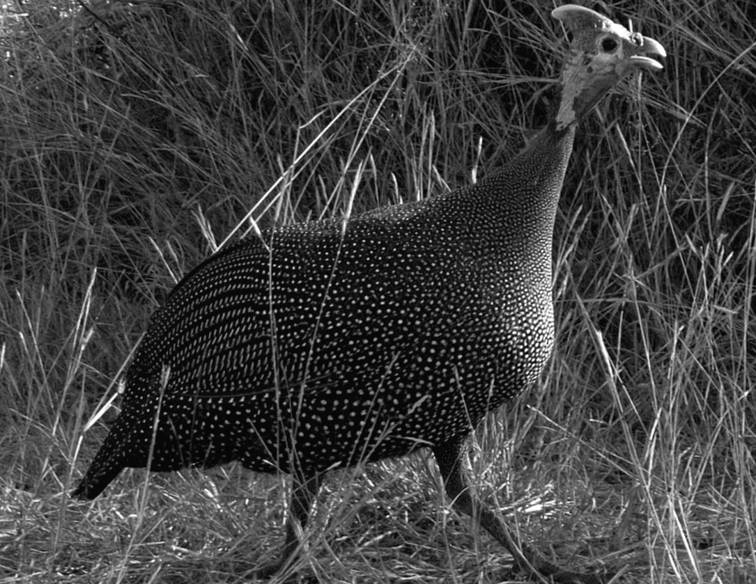 Таємничі птахи, які обожнюють кліщів: вчені розкрили несподівану користь