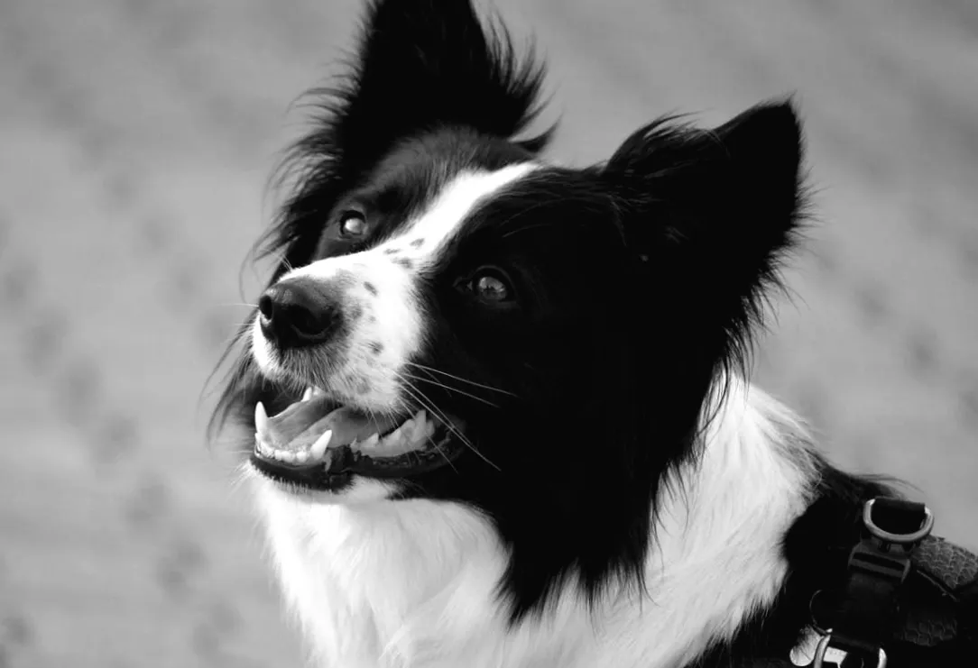 Вчені виявили, що ці 3 риси роблять собак геніями: деталі