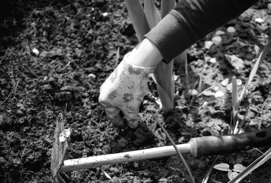 Всі секрети боротьби з бур’яном: як назавжди очистити клумбу від трави