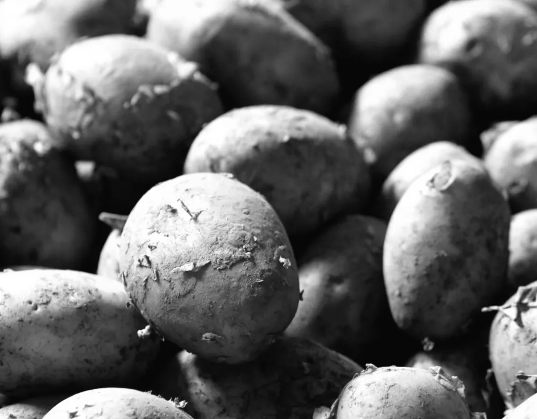 Картопля в Україні б’є рекорди цін: що очікувати далі?