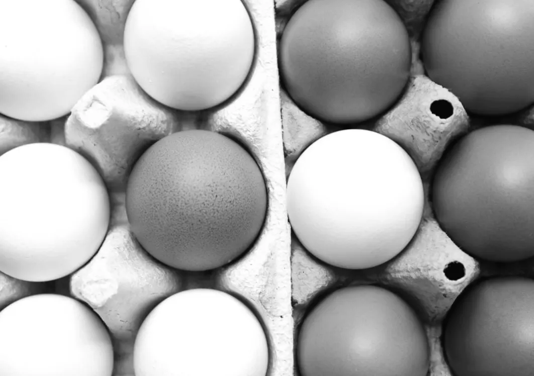 Білі чи коричневі яйця: яке з них обрати для здоров'я?