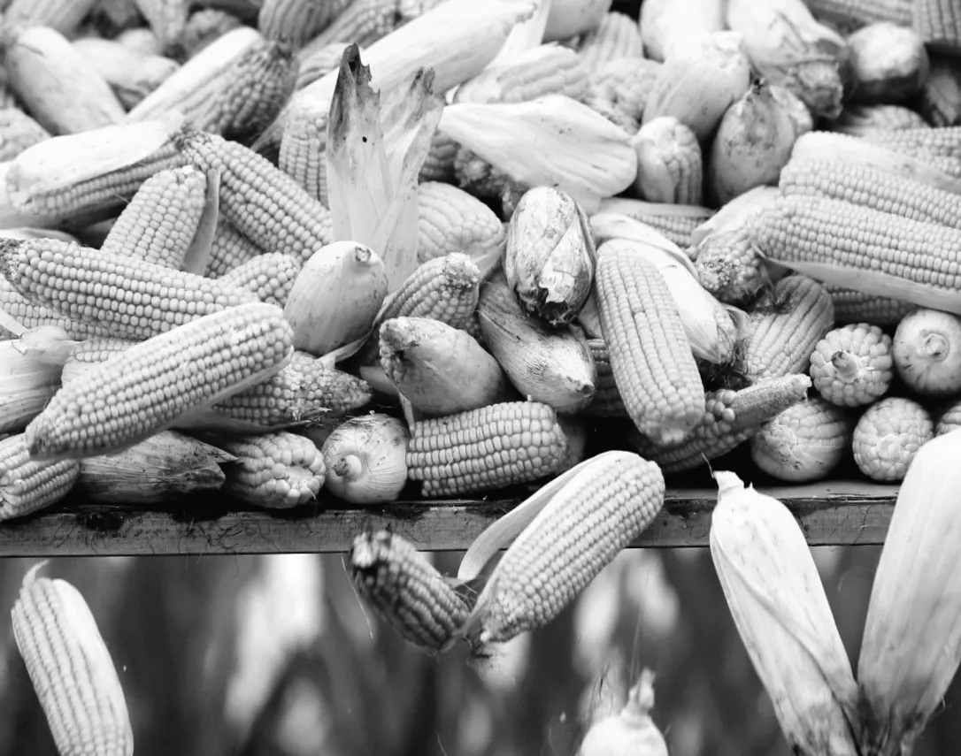 Таємний вплив Трампа: чому Україна втрачає важливий експортний ринок