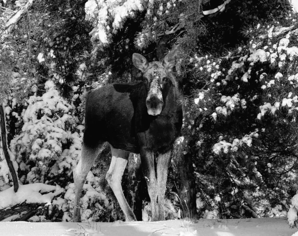 Лось в Чорнобильській зоні: несподіване відкриття серед забутих територій