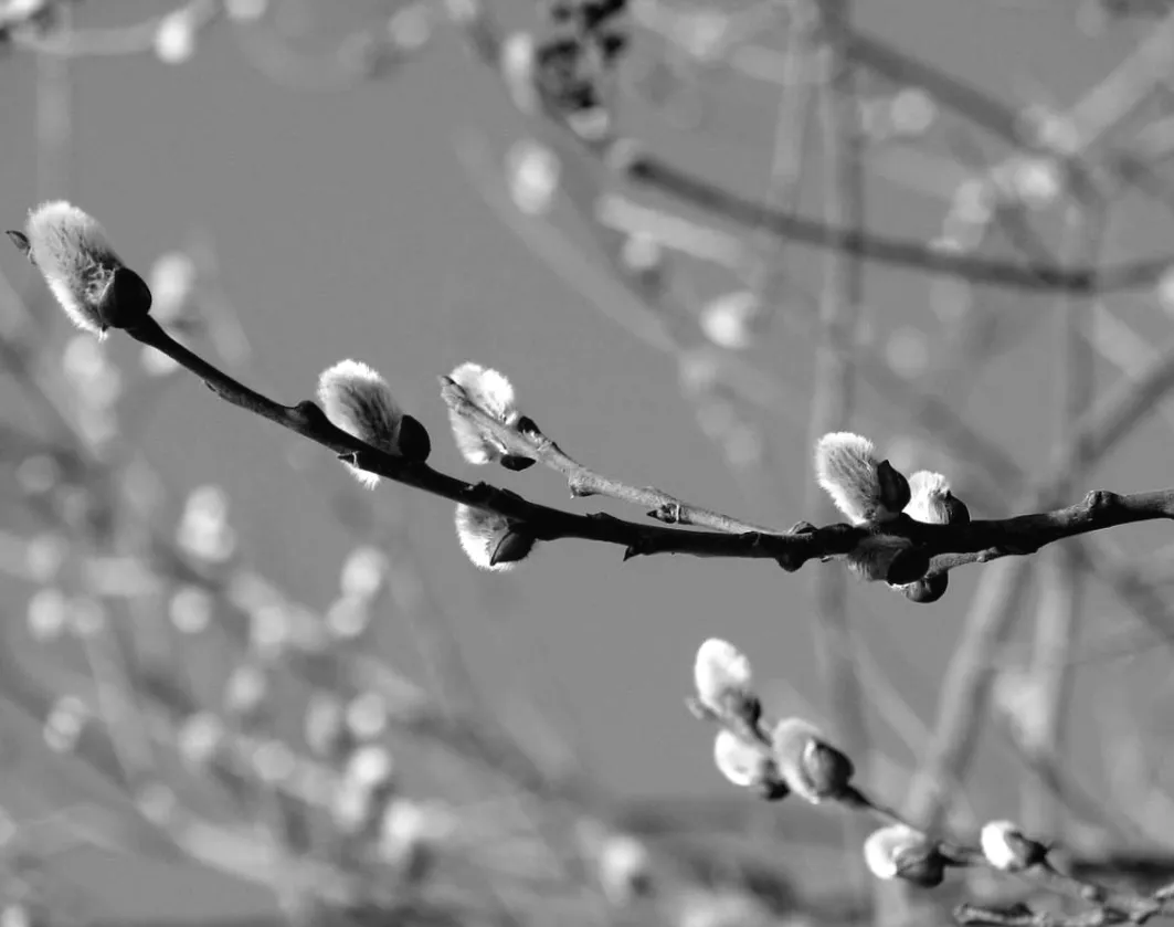 Весна нарешті прийшла: українцям готують теплі дні до +17°