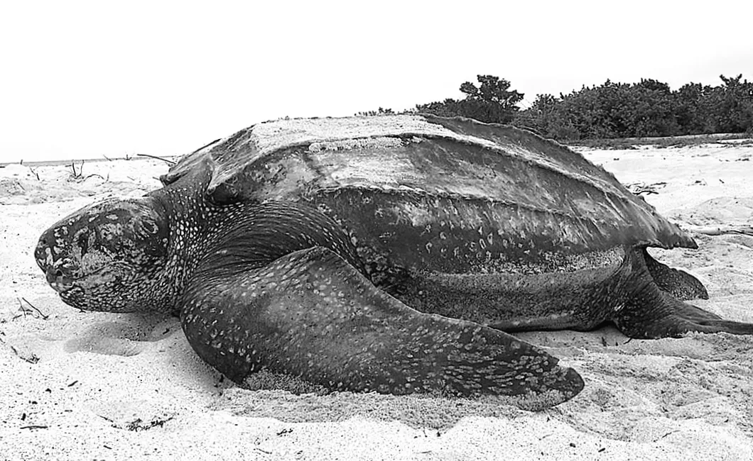 «Таємниця океану: рептилія, що пережила еру динозаврів»