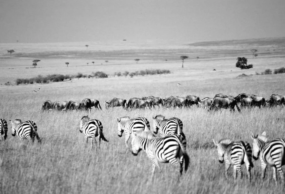 5 неймовірних місць планети, де можна побачити найбільші скупчення тварин: що приховує природа?