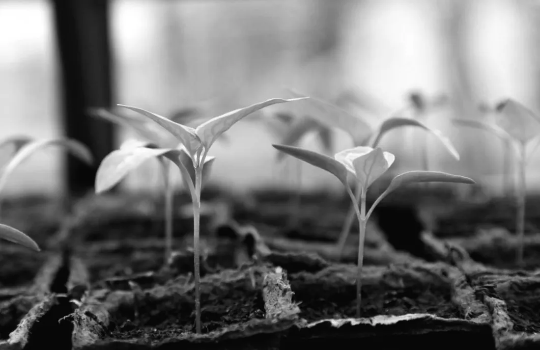 Оптимальні дні для посіву перцю у березні 2026 за місячним календарем: коли ваш урожай буде найщедрішим