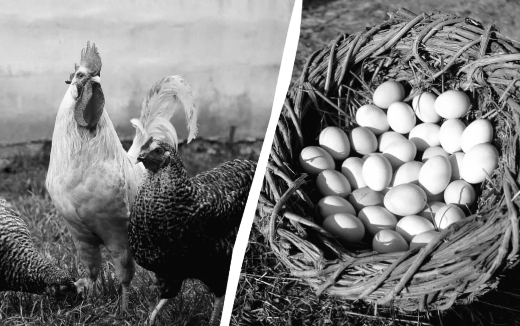 Що додати в корм курей в березні, щоб отримувати більше яєць щодня: поради експерта