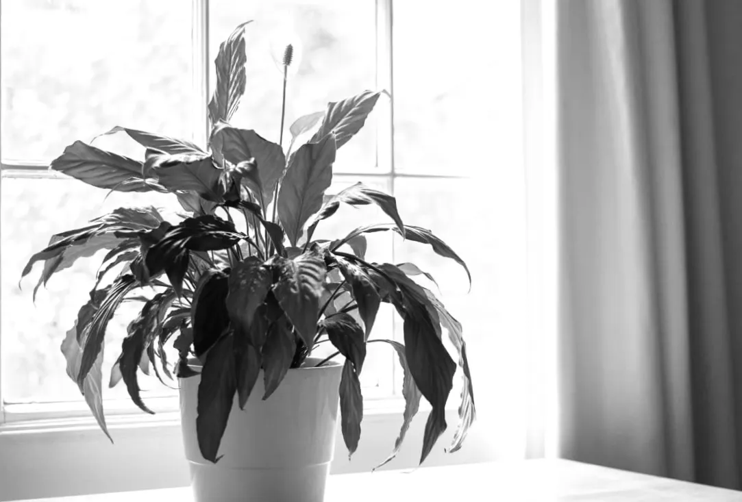 Спатифілум без перерви: секрети цілорічного цвітіння при пересадці