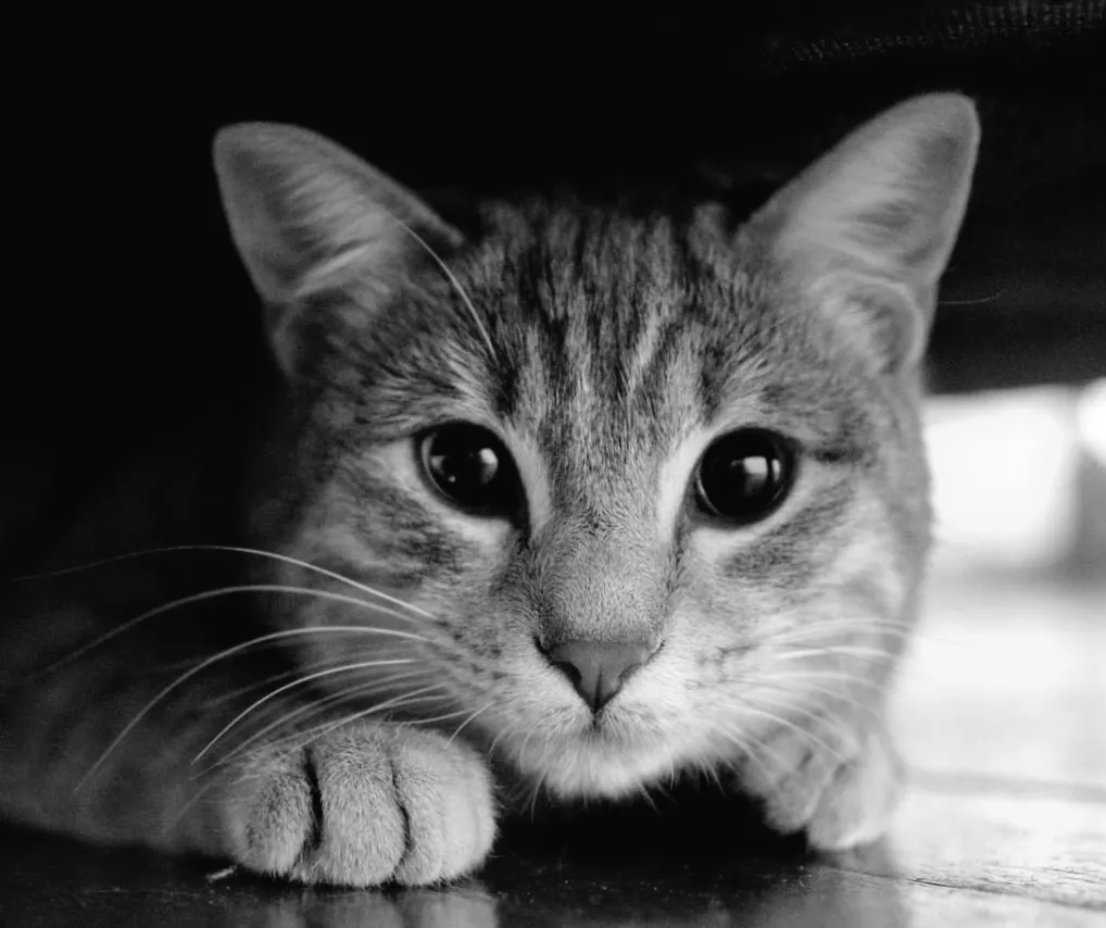 Таємниця світіння котячих очей у темряві: нове пояснення від вчених