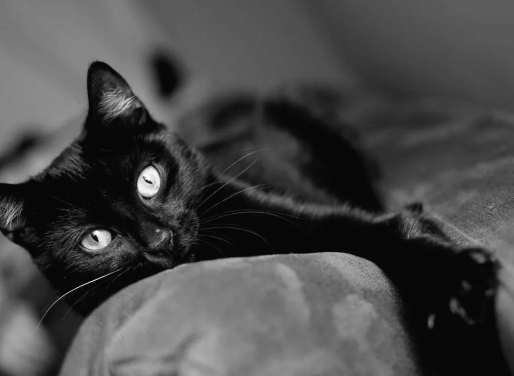 Що приховують коти: чому вони завжди обирають ваше місце на ліжку або дивані?