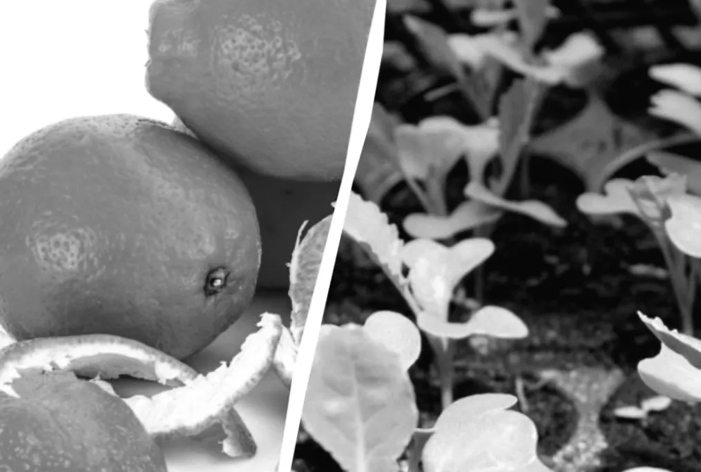 Секрет садівників: як шкірка апельсина стає і добривом, і щитом від шкідників