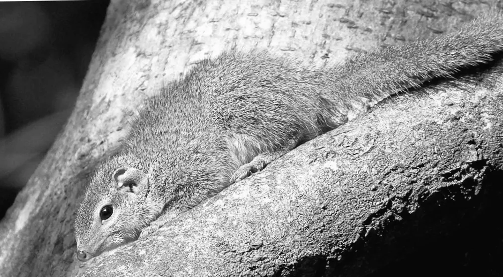 Тварина, яка може пити алкоголь без кінця, але ніколи не п'яніє і не має похмілля: хто це?