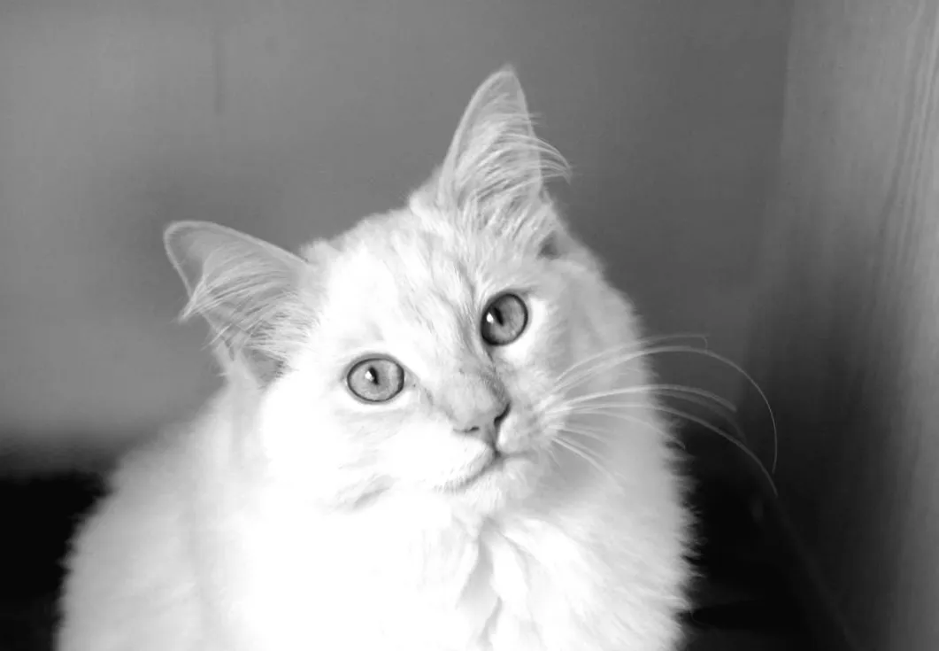 Найкрасивіші коти світу: ветеринар розкрила секрети топ-6 порід