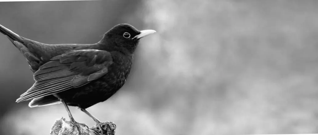 Чорний дрізд у вашому саду: як цей птах може стати вашою природною помічницею