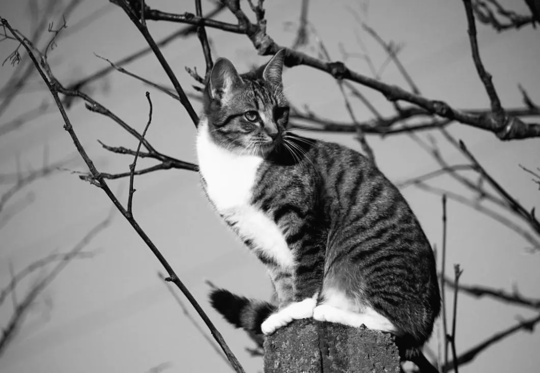 Майже +20°: коли справжня весна нарешті прийде в Україну — прогноз синоптика