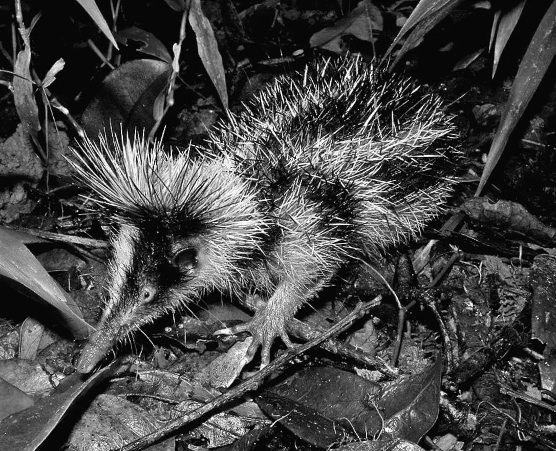 Дивний гібрид тварин: що це за створіння і де воно зустрічається