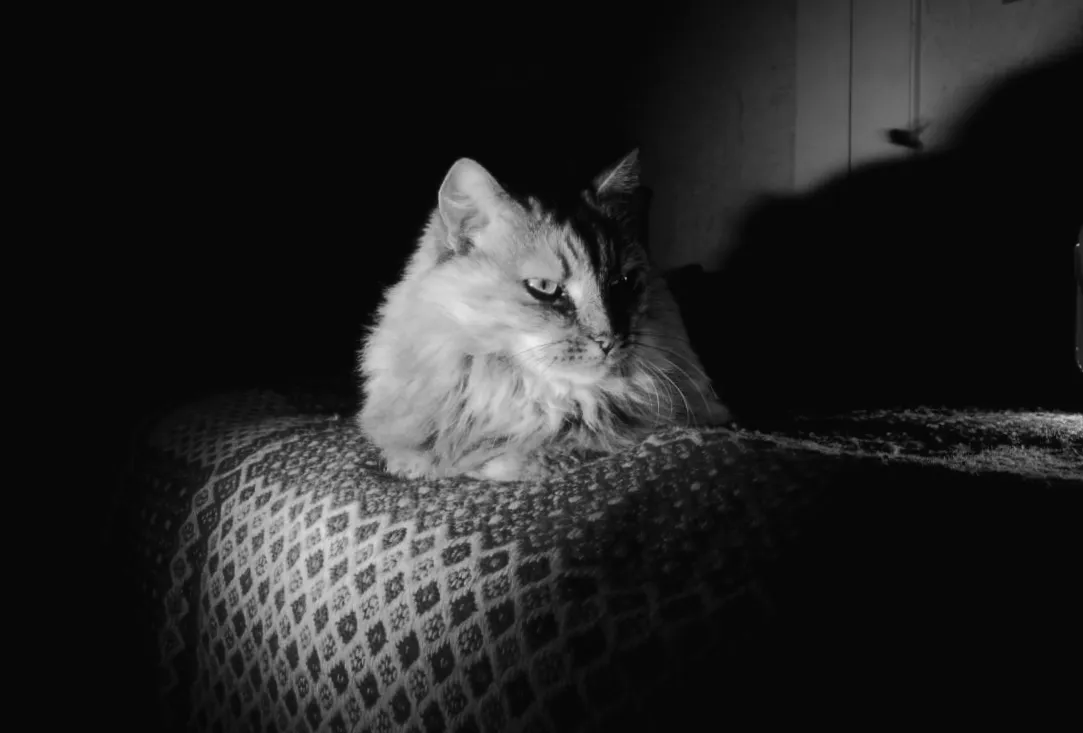 9 незвичних ознак, що ваша кішка замерзла: поради від експертів