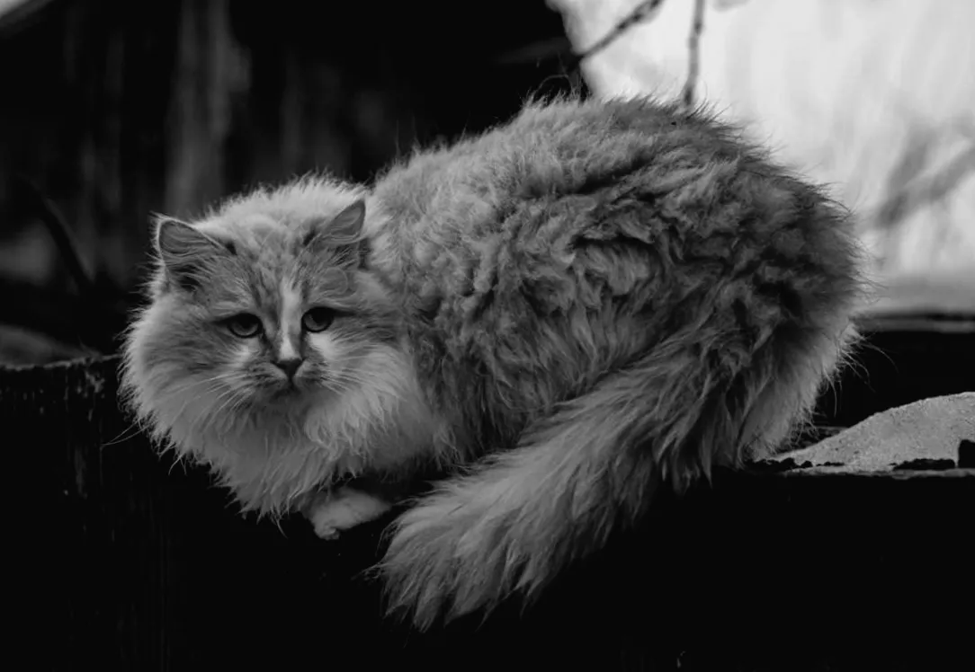 Мороз у Києві стане ще сильнішим: прогноз погоди на наступні дні (графік)