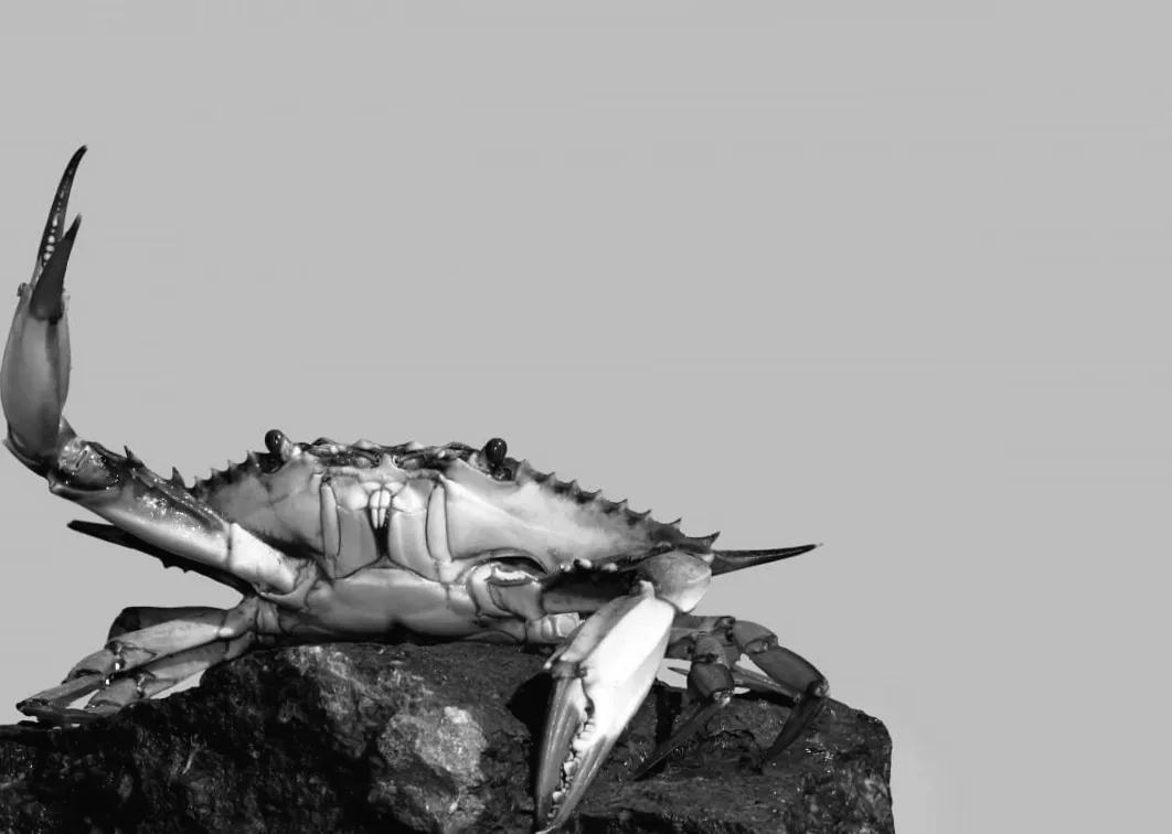 Одеські болота захопили загадкові блакитні створіння: що приховують небажані «гості»?