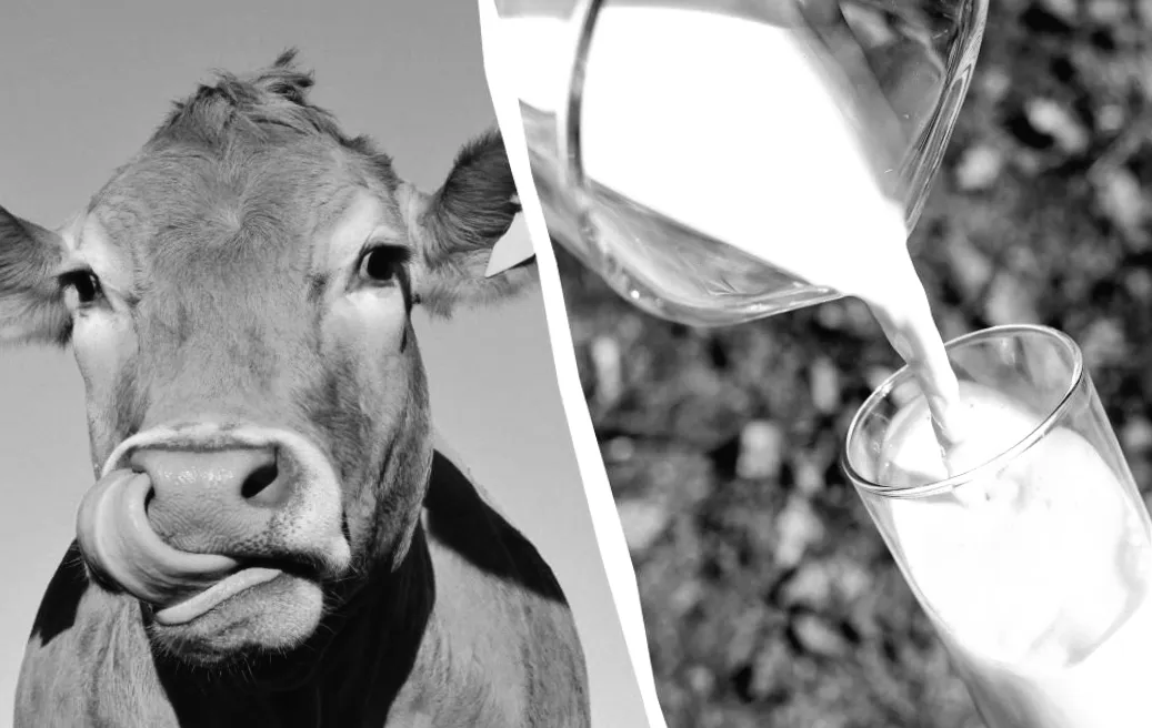 Несподіваний фаворит: яке молоко визнали найбільш корисним за версією лікаря