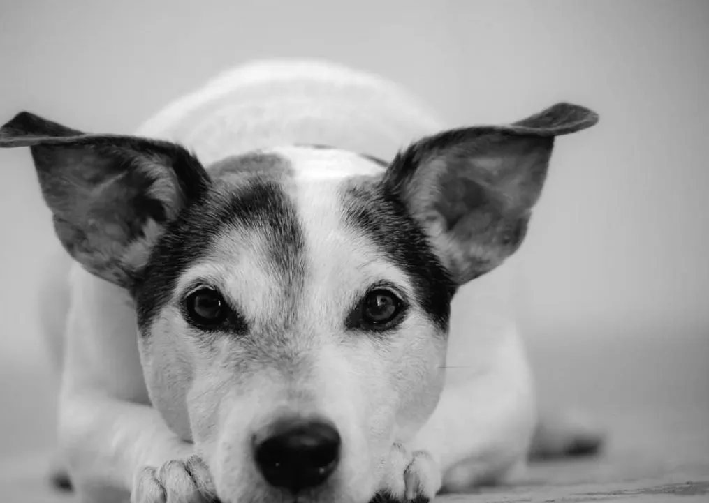 7 дивних сигналів вашого собаки, які ви могли неправильно тлумачити — пояснюють ветеринари