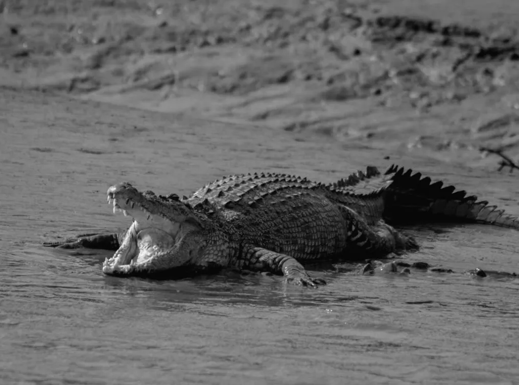 Тайна хижаків: чим крокодил відрізняється від алігатора і де вони мешкають
