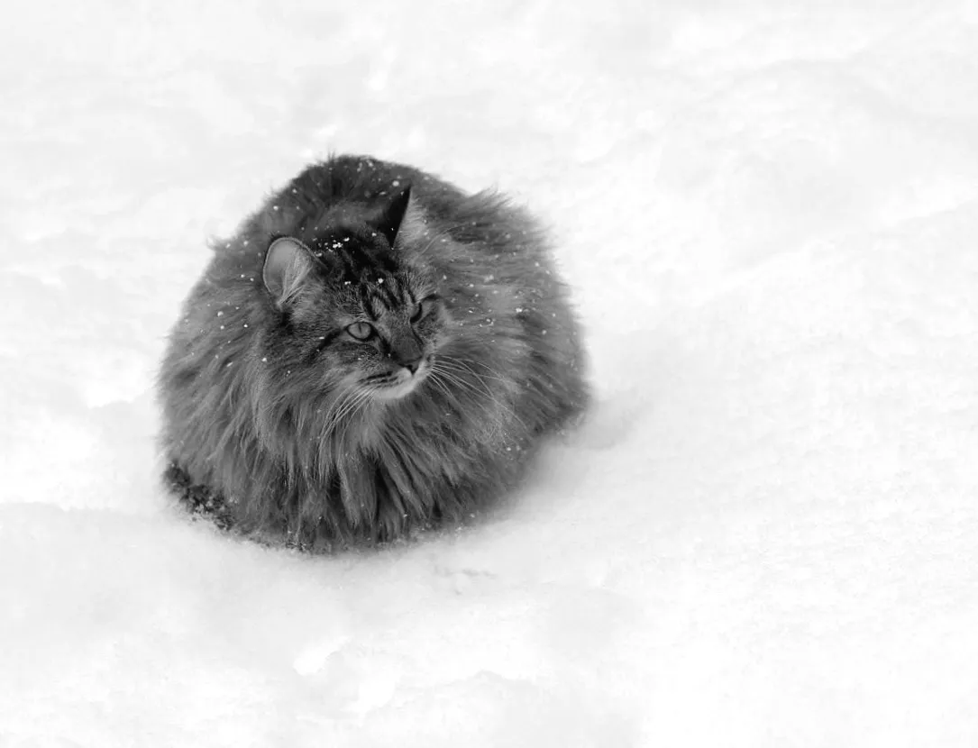 Зима не відступає: 18 січня стійкий мороз українців не покидає.