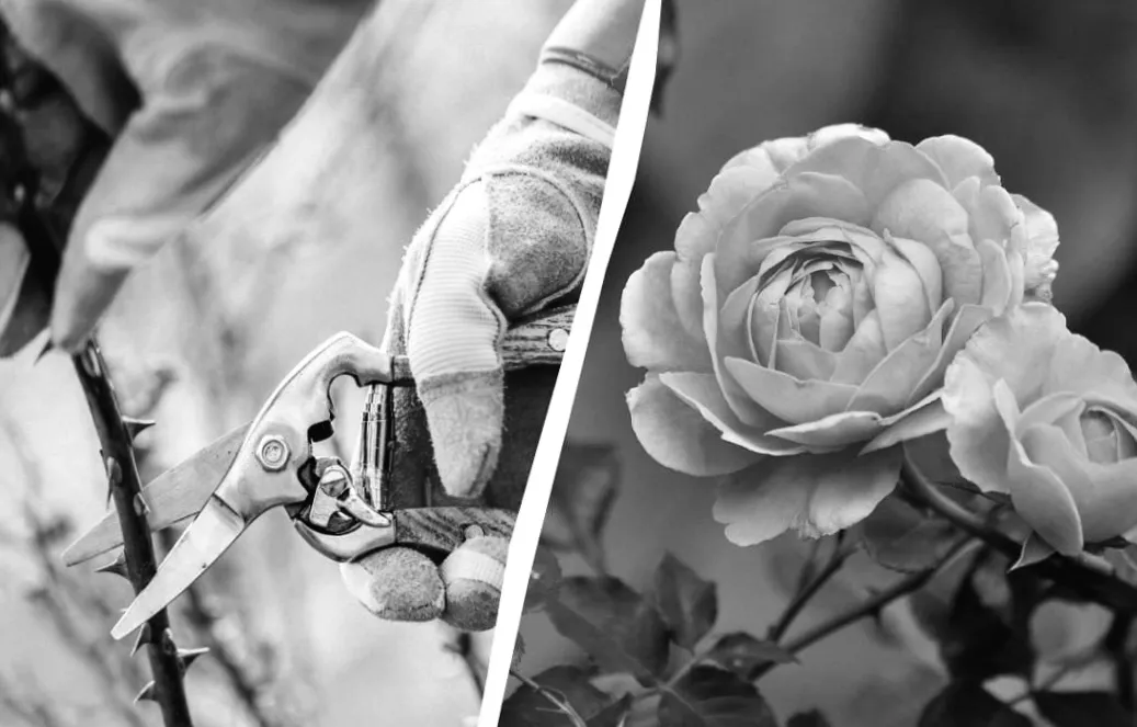 Час для живцювання троянд настав: простий метод, який під силу кожному