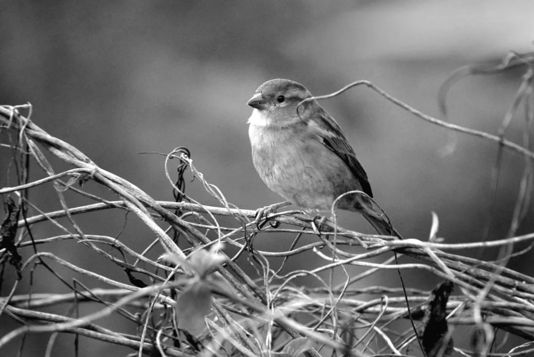 Синоптикиня Діденко розкрила день, коли в Україні прийде справжній холод