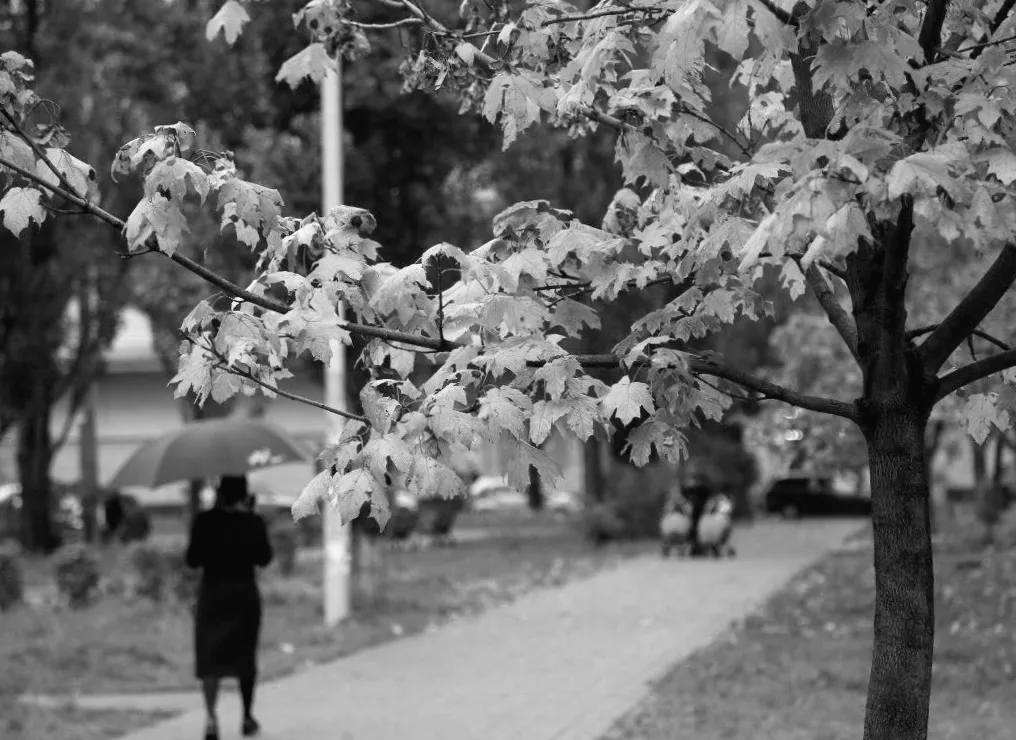 Що не варто висаджувати біля дому: шість дерев, які можуть нашкодити двору