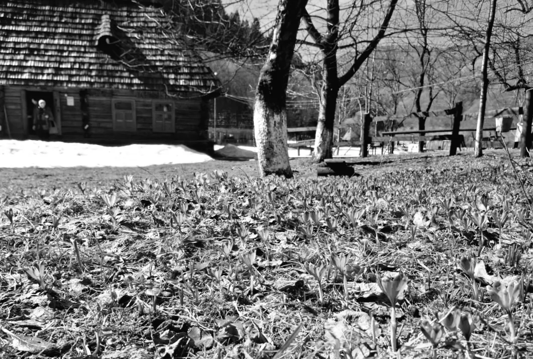 Колочава вкрита килимом крокусів: коли варто побачити неймовірне цвітіння