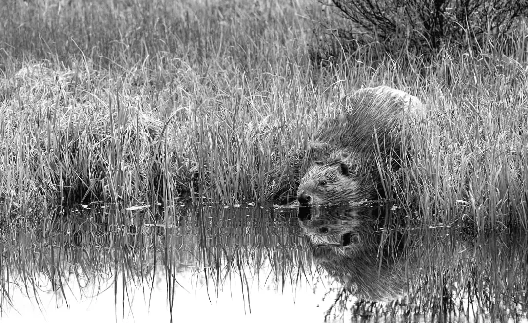 Таємниці бобрів: чому вони будують греблі та що ховається за їхньою майстерністю