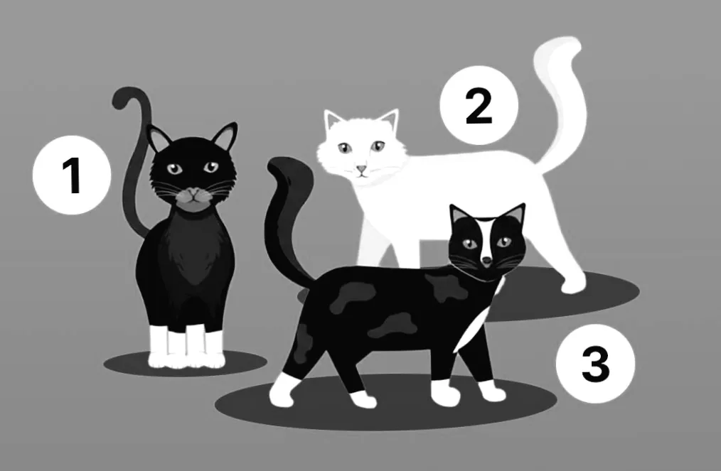 Вибір кошеняти, що відкриє таємниці вашого характеру: психологічний тест