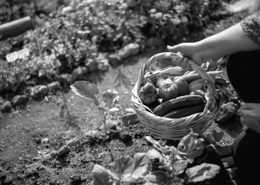 В Україні різко зростає ціна на популярний овоч: що чекає споживачів цього тижня