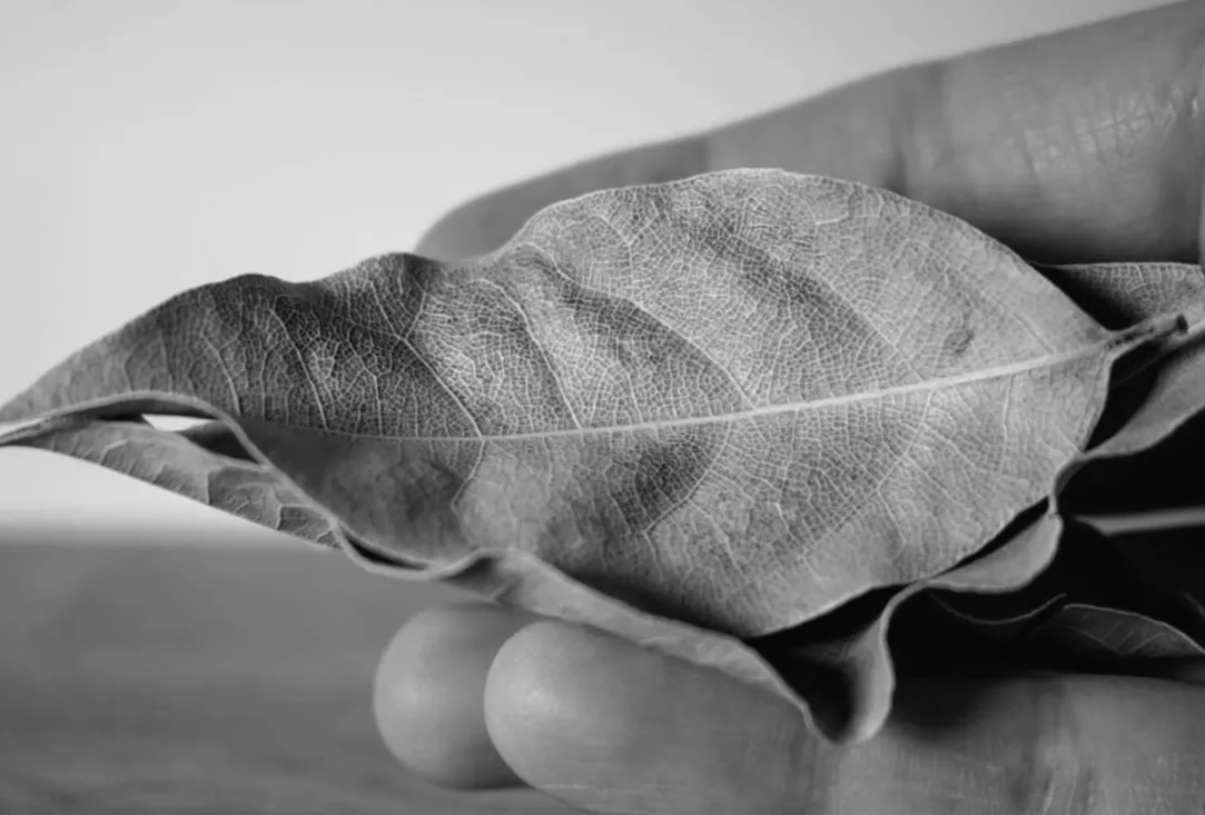 8 таємничих і практичних способів використання лаврового листа вдома: більше ніж просто для грошей