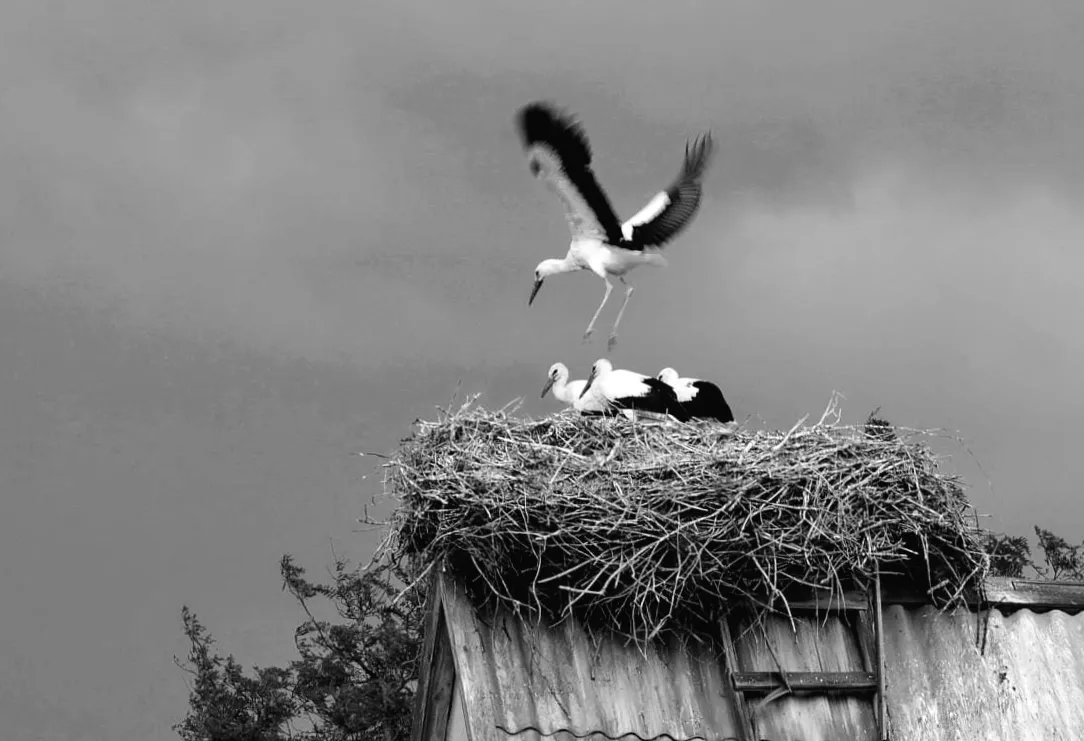 Білі лелеки вирушили у неймовірну мандрівку до зони ЧАЕС, перетинаючи півсвіту