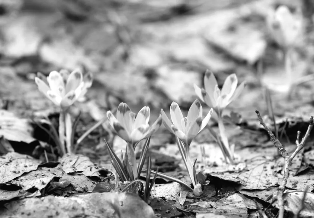 4 березня Україну накриє хвиля тепла: де чекати справжньої весни