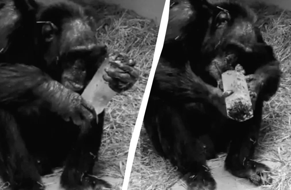 Шимпанзе і блискучі кристали: загадковий інтерес тварин до коштовних предметів