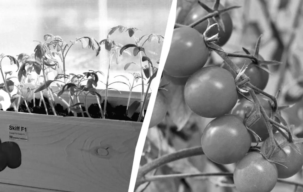 Коли садити помідори у 2026 році, щоб розсада була міцною: секрети ідеального посіву