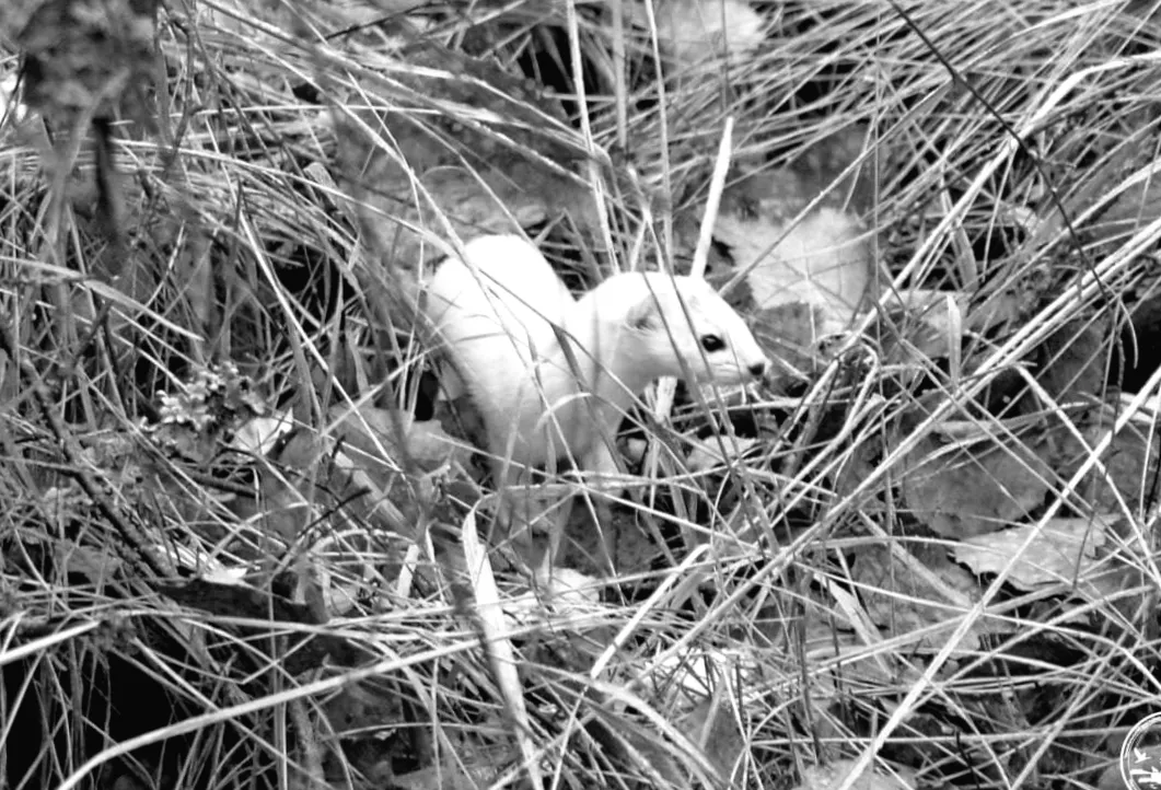 Таємничий хижак поблизу ЧАЕС: хто він і чому ховає свою здобич?