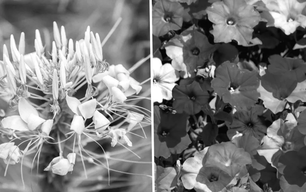 9 рослин для весняного саду, що квітнутимуть усе літо: що садити вже в березні та квітні