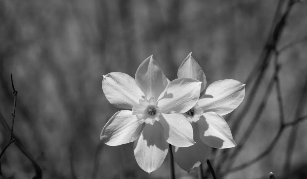 На початку тижня Київ відчує несподіване весняне тепло: температура підніметься до +13°