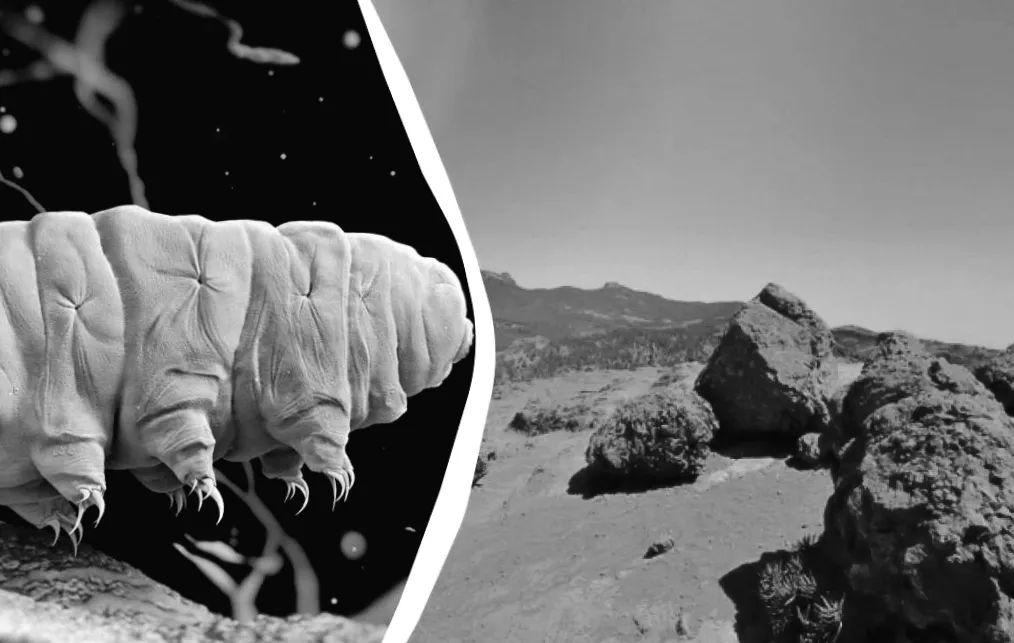 Тихоходки проти Марса: хто витримає екстремальні випробування космосу?