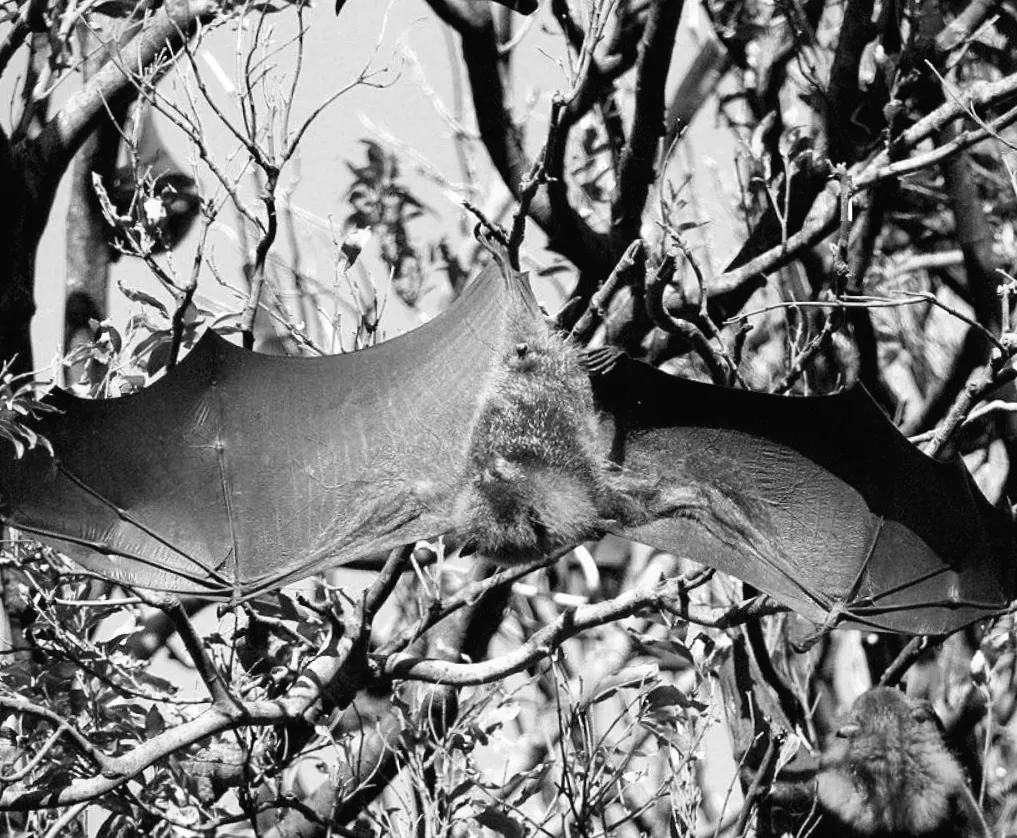 Таємниці нічного небокраю: рекордні кажани, що важать до 1,6 кг