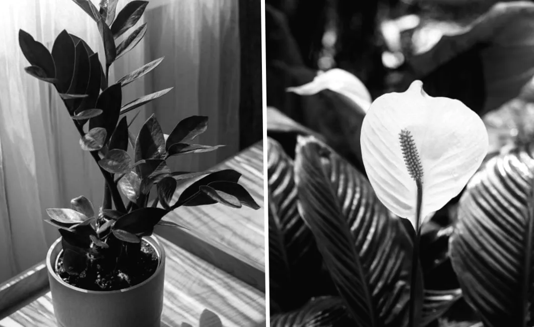 Найлегше вирощувати красиві кімнатні рослини вдома