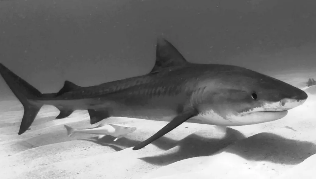 Чому саме в один місяць на Гаваях стає більше нападів тигрових акул?