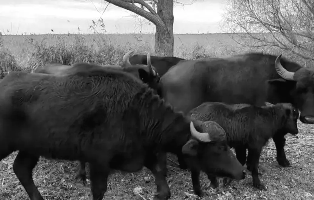 На Одещині водяні буйволи повернулися в дику природу для боротьби з ризиком пожеж
