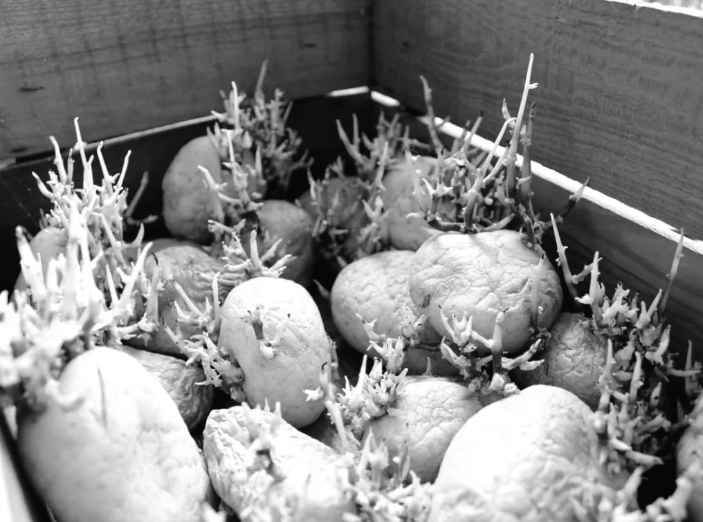 Картопля почала проростати: що варто знати перед тим, як її їсти