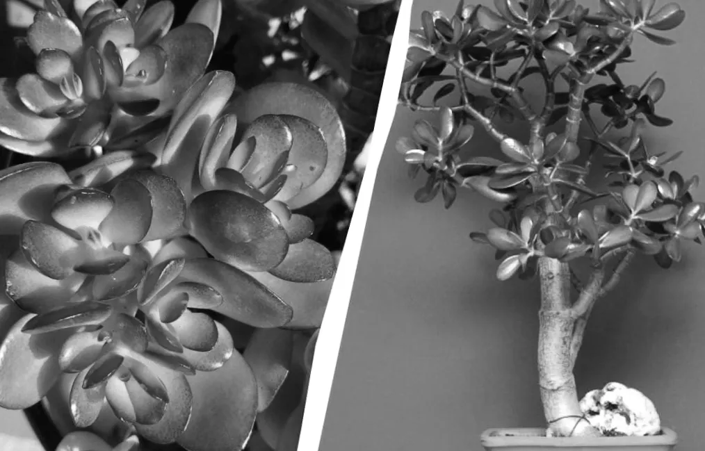 П'ять таємниць порятунку грошового дерева: що потрібно знати, щоб уникнути катастрофи